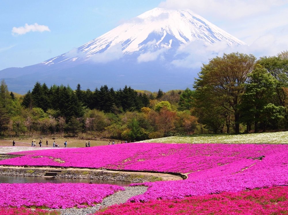 🌸 히가시모코토 꽃잔디 공원 (히가시모코토 시바자쿠라 코엔) 이미지 8